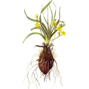 African wild potato is a plant. People use it to make medicine.