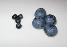 Billberry