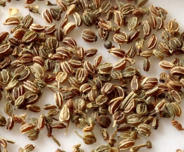 Celery Seeds
