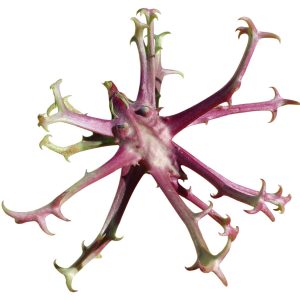 Devil's Claw 100gms