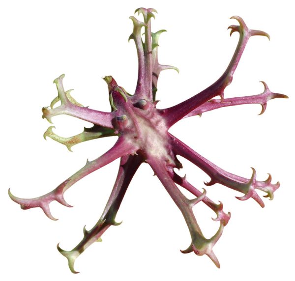 Devil's Claw 100gms