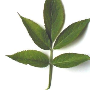 Elder Leaves