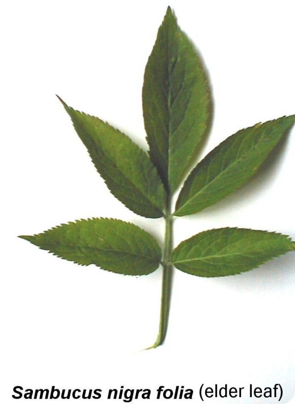 Elder Leaves