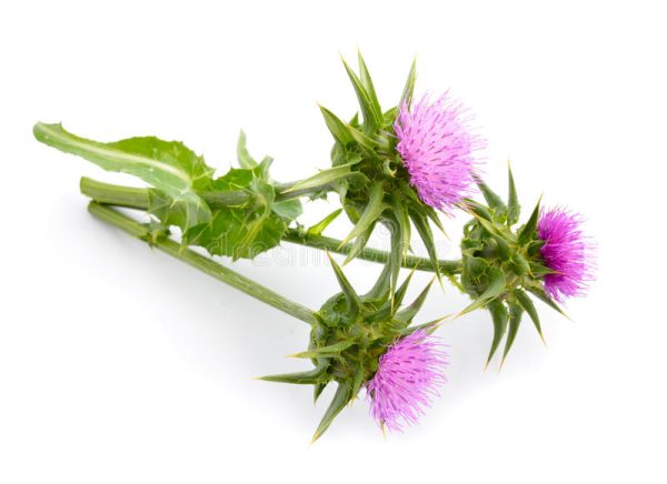 Holy Thistle / Mary Thistle - Image 2
