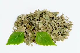 Birch Leaves