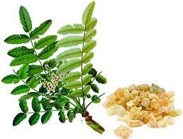 Boswellia