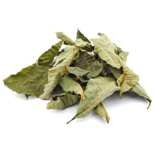 Horse Chestnut Benefits