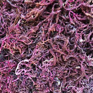 WILD CRAFTED PURPLE SEA MOSS