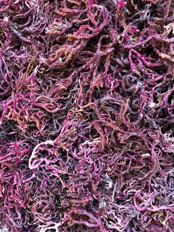 WILD CRAFTED PURPLE SEA MOSS