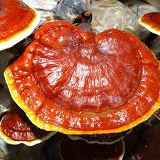 WHOLE REISHI MUSHROOM