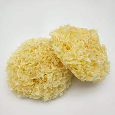 SNOW WHITE FUNGUS