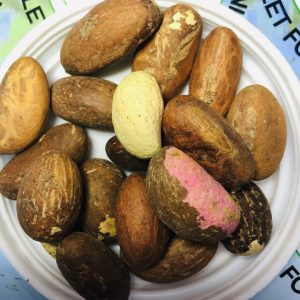 BITTER KOLA SEEDS (GARCINIA KOLA)