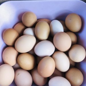 ORGANIC FREE RANGE EGGS 12