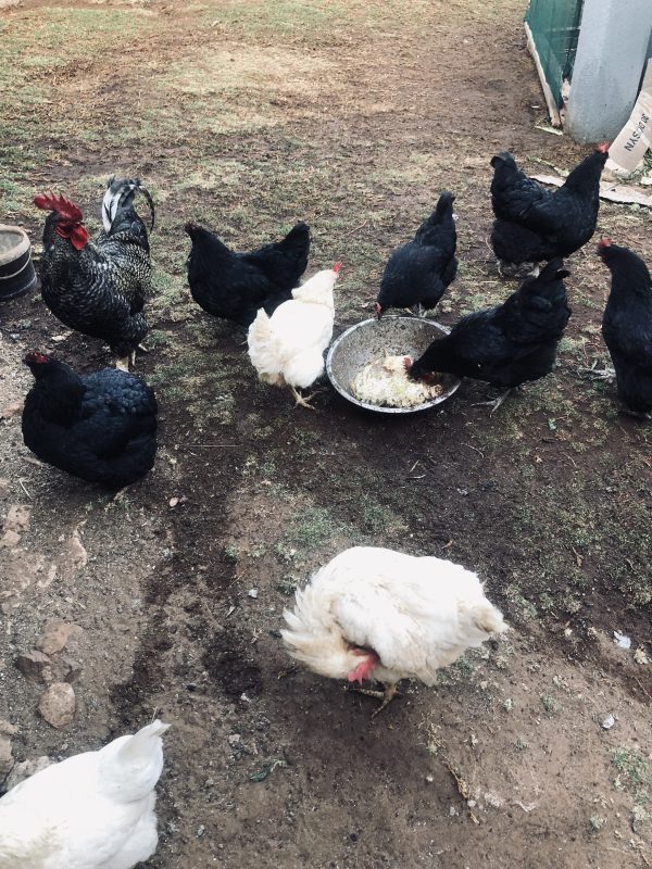 ORGANIC FREE RANGE EGGS 18S - Image 3