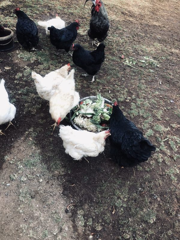 ORGANIC FREE RANGE EGGS 24S - Image 2