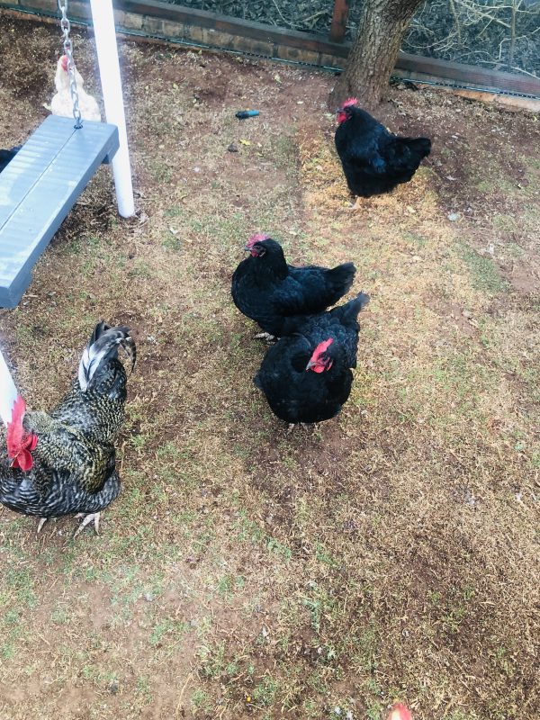 ORGANIC FREE RANGE EGGS 24S - Image 4