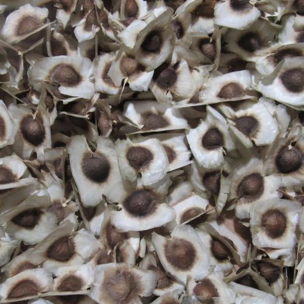 MORINGA SEEDS Moringa Oleifera | Dried, Non GMO - Image 2