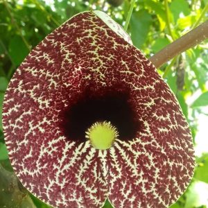 Duck Flower (5 medium FLOWER PACK)