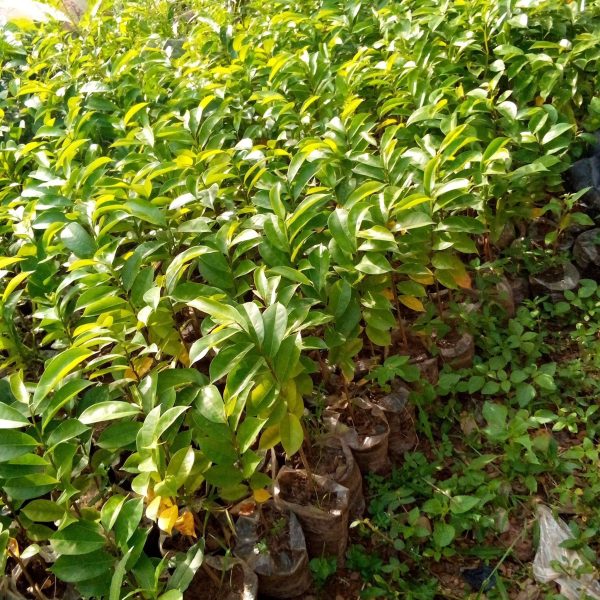 Soursop tree