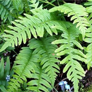 Kalawala Root extract powder 50gms