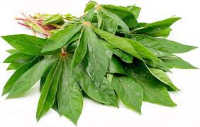 Cassava leaves