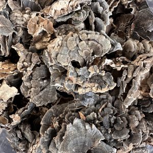 Turkey tail whole mushroom