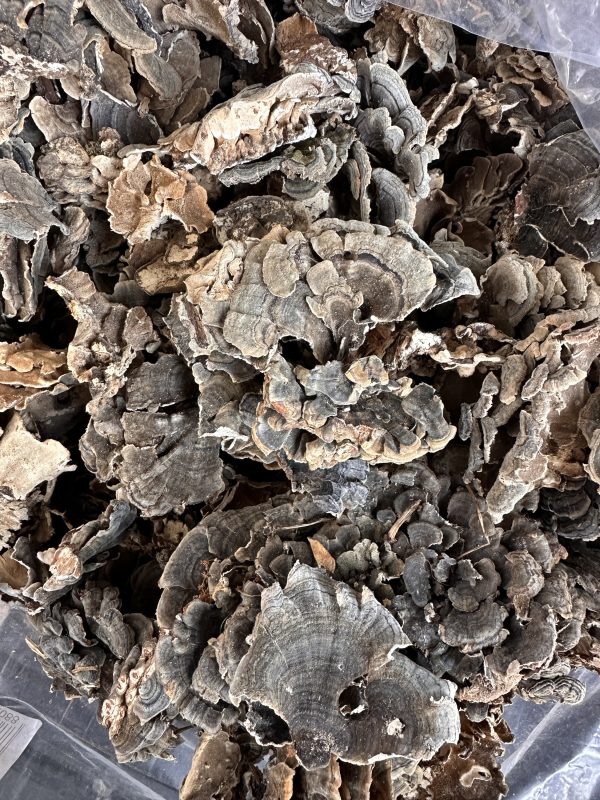 Turkey tail whole mushroom