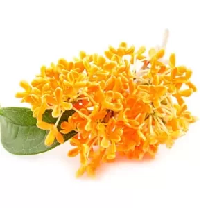 Osmanthus Flower Tea 40gms