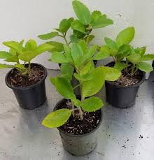 Miracle leaf plant (potted )