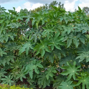 CASTOR LEAVES