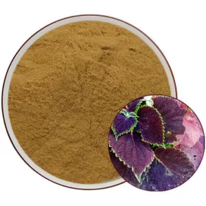 Perilla Frutescens Leaf 10:1 Extract Powder 100gms