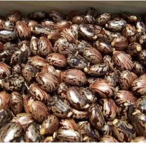 Organic Castor Seeds 10 seeds