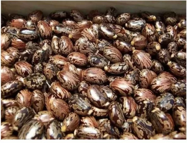 Organic Castor Seeds 10 seeds