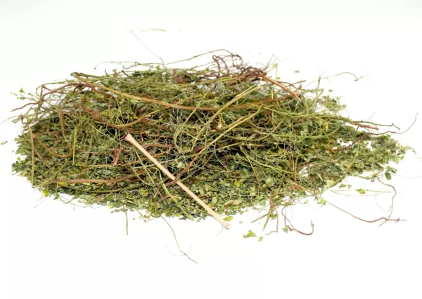 PHYLLANTHUS NIRURI STONE BREAKER,CHANCA PIEDRA,GALA OF THE WIND LEAF - Image 2