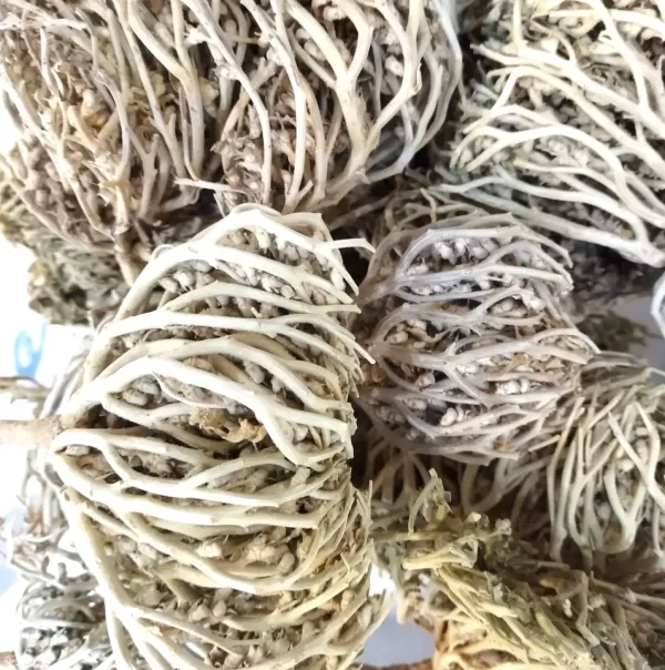MARYAM FLOWER ROSE OF JERICHO (Single)