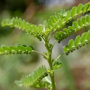 PHYLLANTHUS NIRURI STONE BREAKER,CHANCA PIEDRA,GALA OF THE WIND LEAF