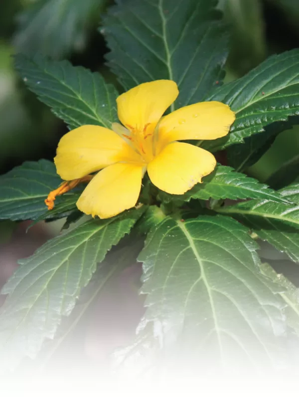 Damiana Tincture 30mls - Image 2
