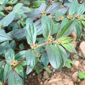 asthma plant dry semi crushed.