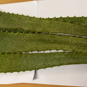 Fresh aloe vera leaves