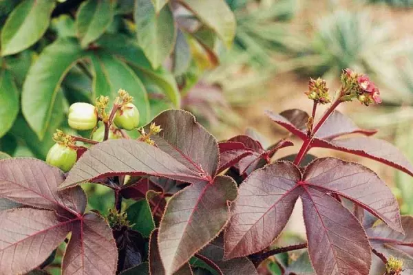 Red Jatropha leaves 50gms - Image 2