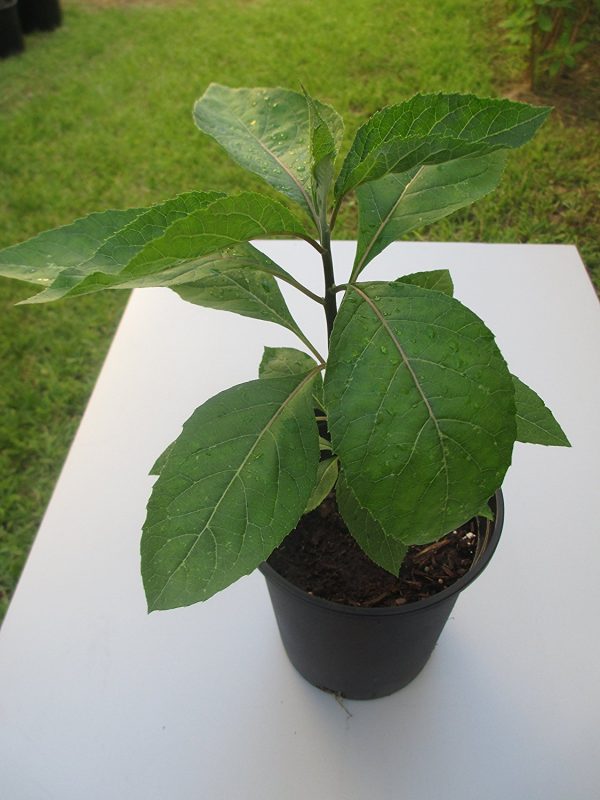 BITTER LEAF LIVE PLANT