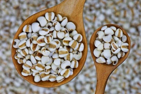 Job’s tears coix seeds 500gms